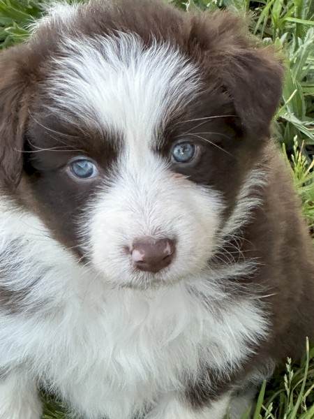Pedigree border collie pups