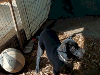 Excellent working dog pup