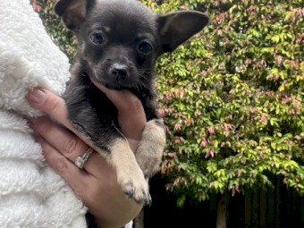 Pure Chihuahua puppy