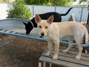 Kelpie 8 months old with excellent working blood lines both parents