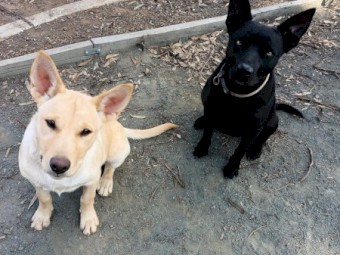 Kelpie 8 months old with excellent working blood lines both parents