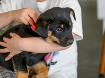 Australian Kelpie Puppies x3 left