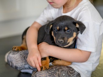 Australian Kelpie Puppies x3 left
