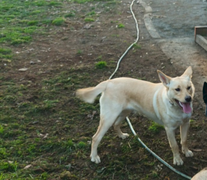 Kelpie 8 months old with excellent working blood lines both parents