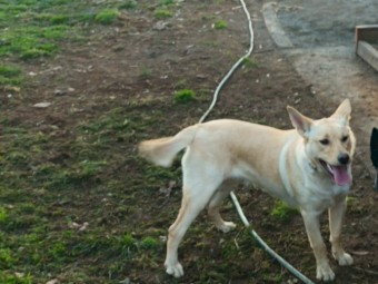 Kelpie 8 months old with excellent working blood lines both parents