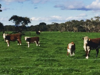 WANTED Agistment or Lease wanted - Western Victoria