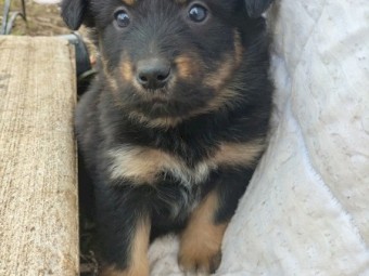 Kelpie/Border Collie X Tasmanian Smithfield (Not Heeler)