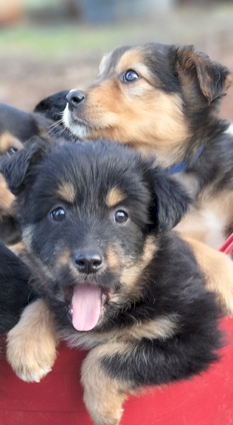 Kelpie/Border Collie X Tasmanian Smithfield (Not Heeler)