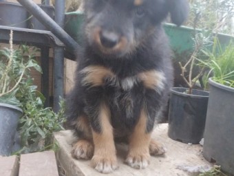 Kelpie/Border Collie X Tasmanian Smithfield (Not Heeler)