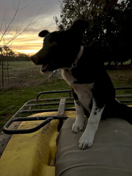 male border collie pup