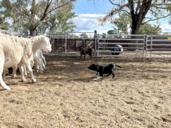 male border collie pup
