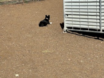 male border collie pup