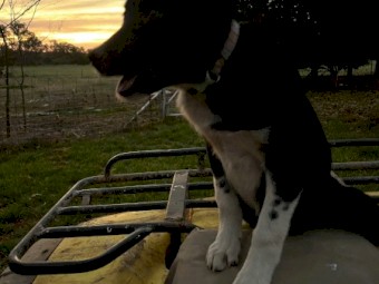 male border collie pup
