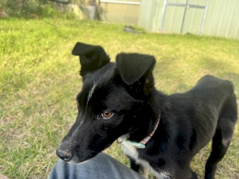male border collie pup