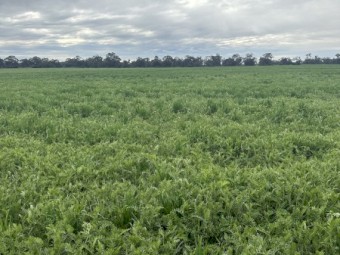 EOI Standing Barley/Vetch Crop