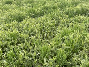 EOI Standing Barley/Vetch Crop