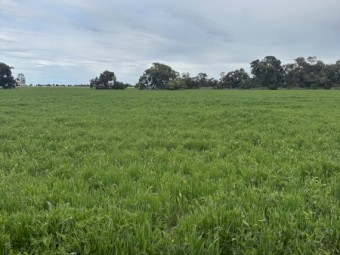 EOI Standing Barley/Vetch Crop