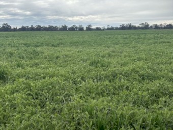 EOI Standing Barley/Vetch Crop