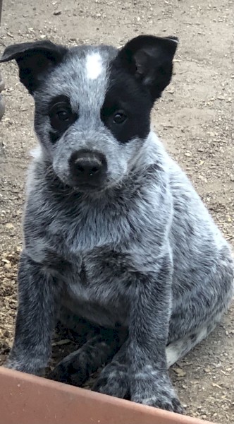 Australian cattle dogs