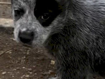 Australian cattle dogs