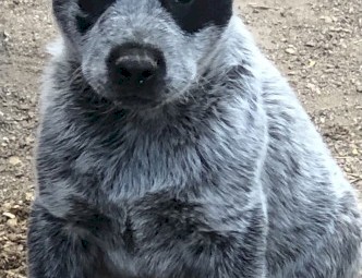 Australian cattle dogs