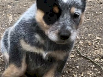 Australian cattle dogs