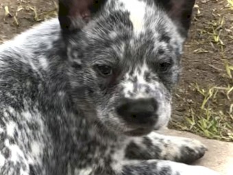Australian cattle dogs
