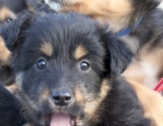Kelpie, border collie X PURE Tasmanian Smithfield.(Not  Heeler)