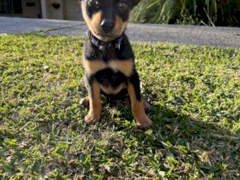 Kelpie puppies 
