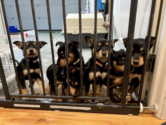 Kelpie puppies 
