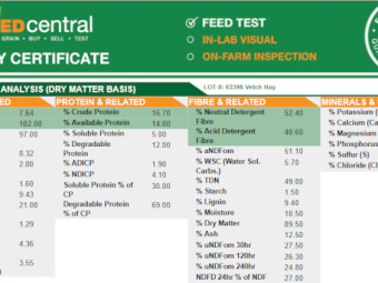 Vetch/Awnless Wheat Mix Hay