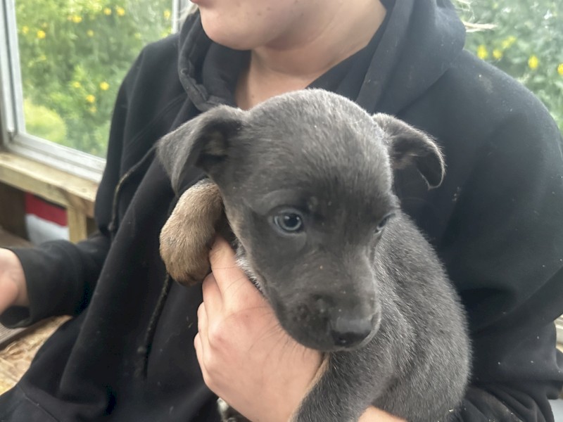 Very nice kelpie pups