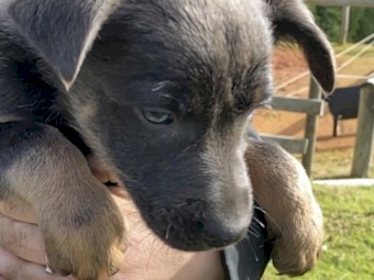 Very nice kelpie pups