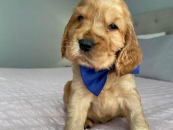 Cocker Spaniels purebred 