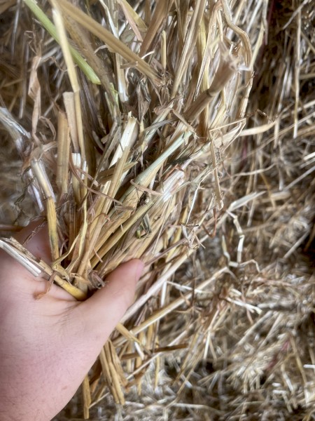 2022 shedded Oaten hay