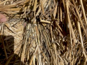 2022 shedded Oaten hay