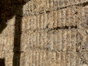 2022 shedded Oaten hay