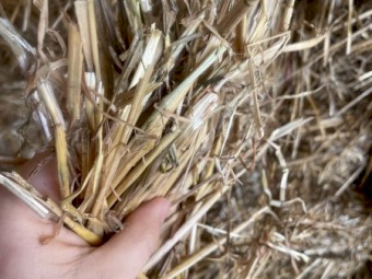 2022 shedded Oaten hay