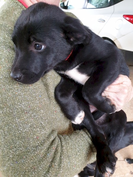 2 Kelpie Puppy’s (2 Female) 