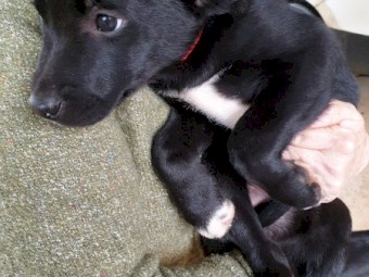 2 Kelpie Puppy’s (2 Female) 