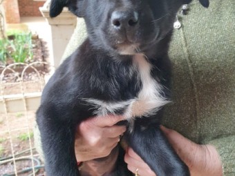 2 Kelpie Puppy’s (2 Female) 