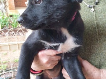 2 Kelpie Puppy’s (2 Female) 