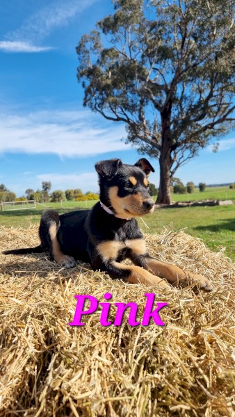 Kelpie Puppies Pure Bred Working Dogs 
