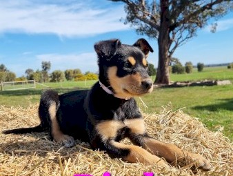 Kelpie Puppies Pure Bred Working Dogs 