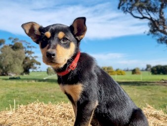 Kelpie Puppies Pure Bred Working Dogs 