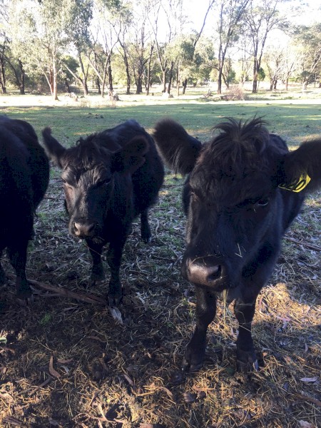 4 x purebred Lowline Heifers