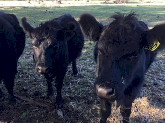 4 x purebred Lowline Heifers