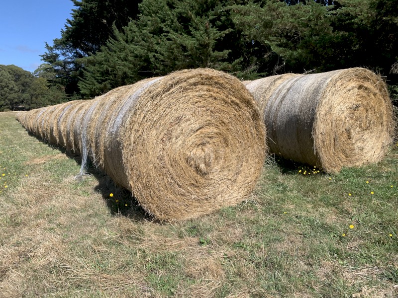 5' x 4' Round bales January 2023 cut