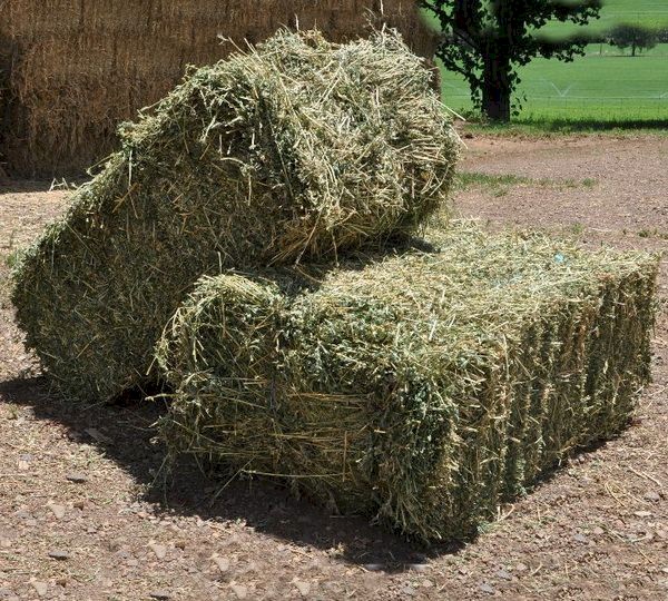 WANTED 500 x Lucerne Small Bales