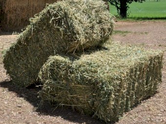 WANTED 500 x Lucerne Small Bales
